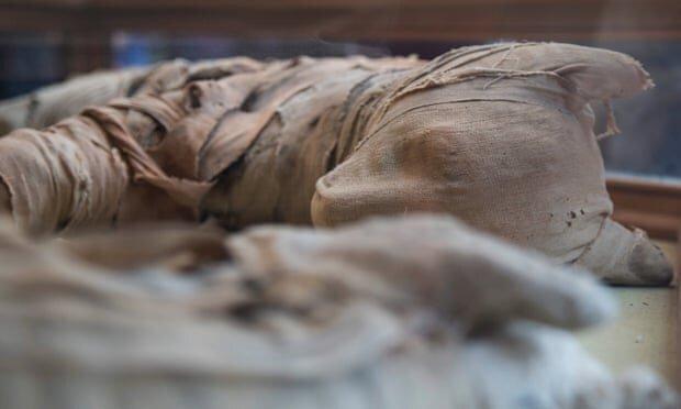 مجموعه تصاویر ، کشف مومیایی شیر در مصر