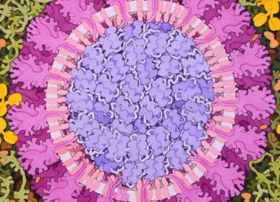 کرمان آمادگی 100 درصدی برای مبارزه با کرونا ویروس را دارد