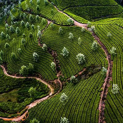 اولین مزارع چای جهان و جاذبه های مونار هند